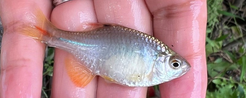 鳑鲏（中国彩虹）是什么鱼？