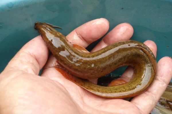 元江长须鳅鮀是什么鱼？