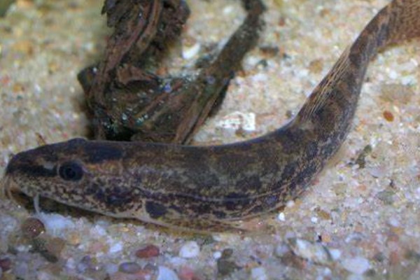 元江长须鳅鮀是什么鱼？