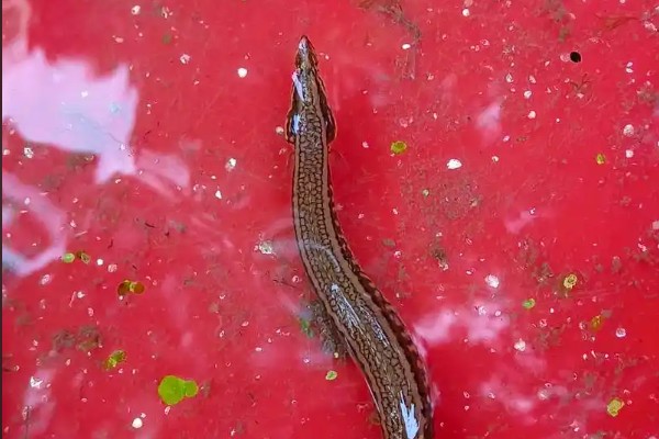 元江长须鳅鮀是什么鱼？