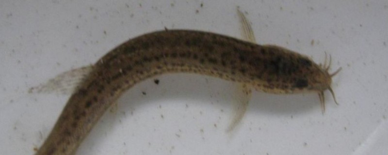 元江长须鳅鮀是什么鱼？