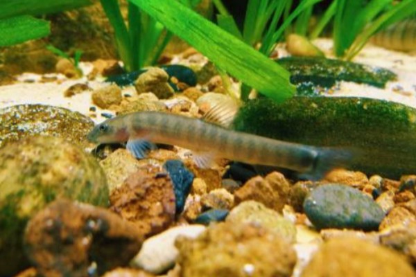 盈江条鳅是什么鱼？