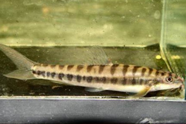 盈江条鳅是什么鱼？