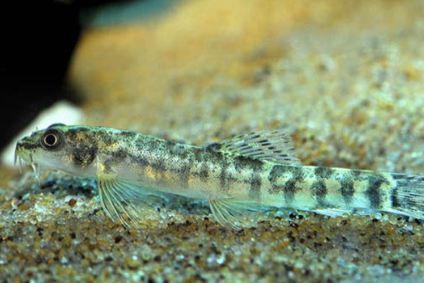 盈江条鳅是什么鱼？
