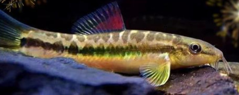 盈江条鳅是什么鱼？