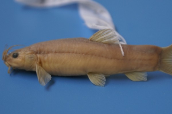 郑氏间条鳅是什么鱼?