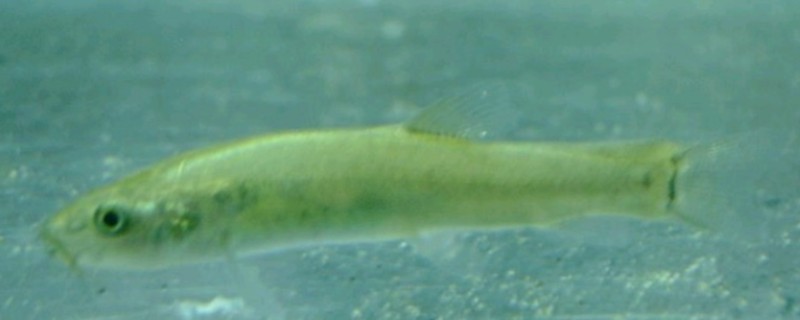 郑氏间条鳅是什么鱼?