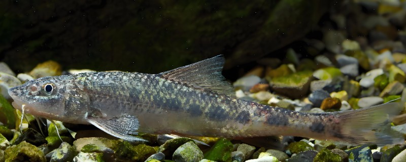 宜昌鳅鮀是什么鱼？