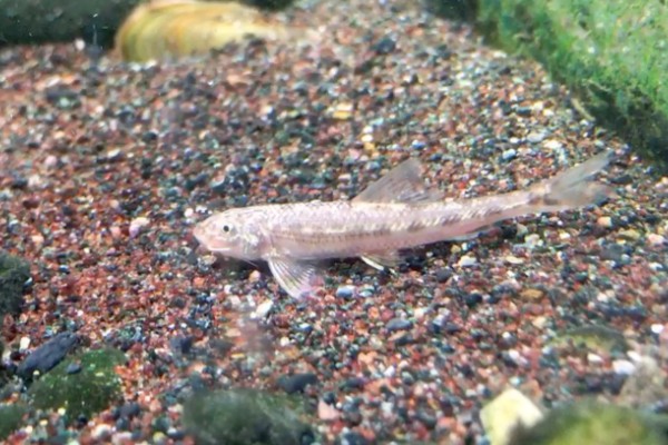 宜昌鳅鮀是什么鱼？