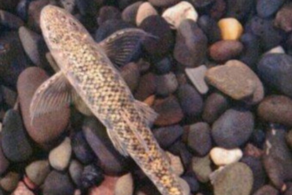 宜昌鳅鮀是什么鱼？