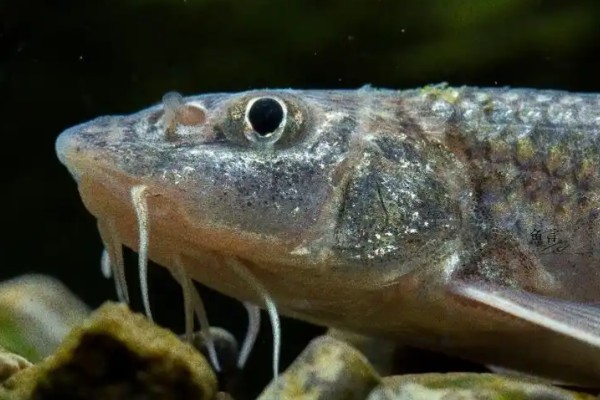 宜昌鳅鮀是什么鱼？