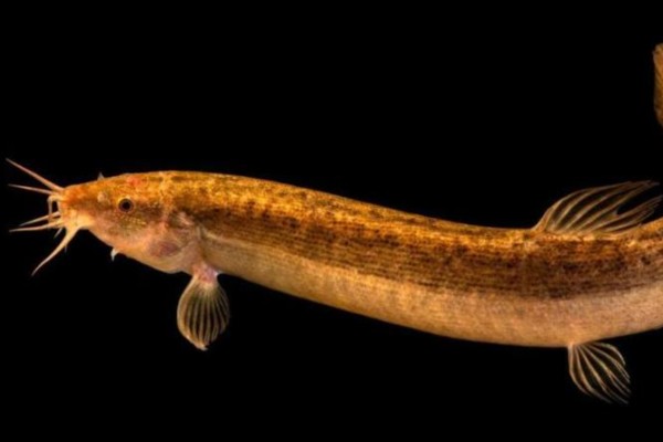 郑氏间条鳅是什么鱼?