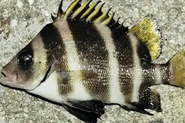 斜带髭鲷是什么鱼？