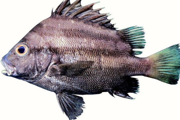 斜带髭鲷是什么鱼？