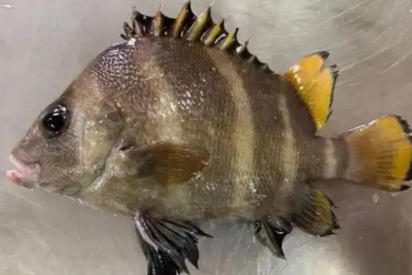 斜带髭鲷是什么鱼？