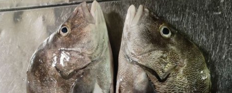 斜带髭鲷是什么鱼？