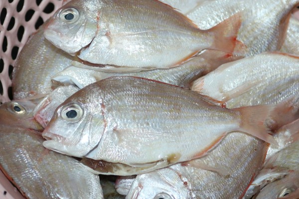 二长棘鲷‌是什么鱼？