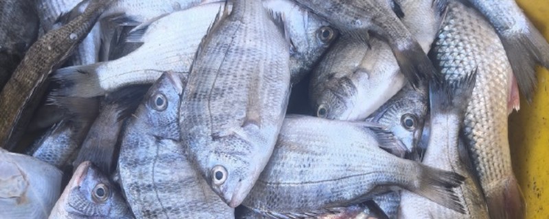 二长棘鲷‌是什么鱼？