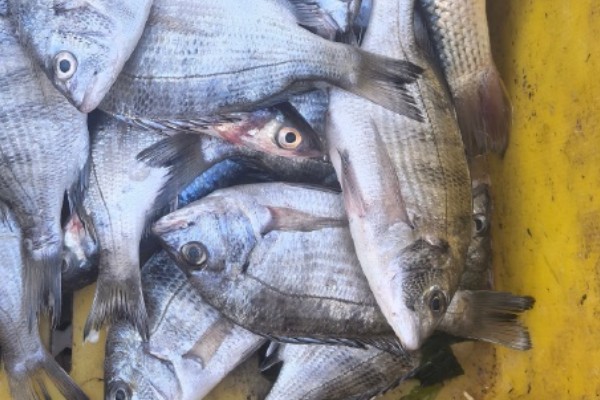 二长棘鲷‌是什么鱼？