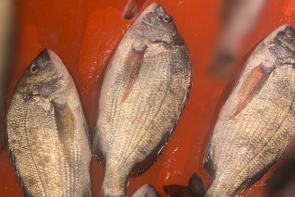 二长棘鲷‌是什么鱼？