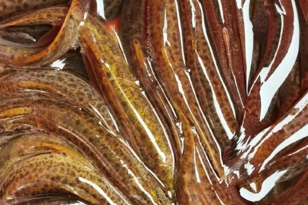 郑氏间条鳅是什么鱼?