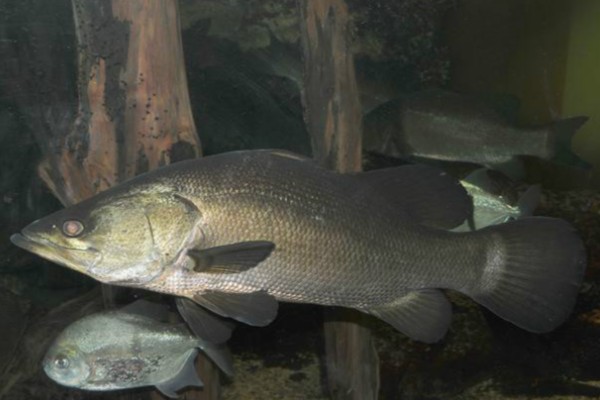 尖吻鲈是什么鱼？