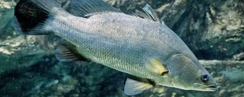 尖吻鲈是什么鱼？