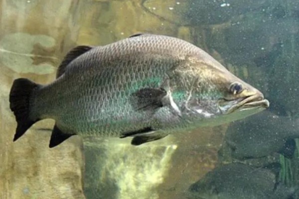 尖吻鲈是什么鱼？