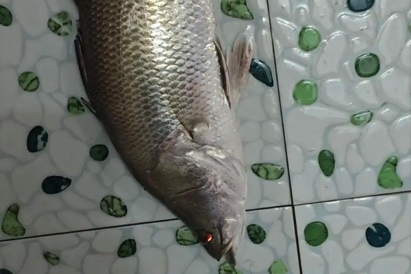 尖吻鲈是什么鱼？