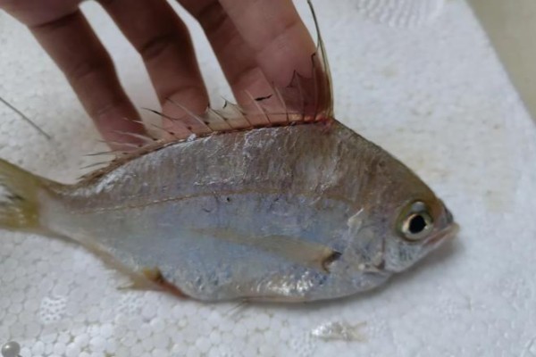 半带银鲈是什么鱼？