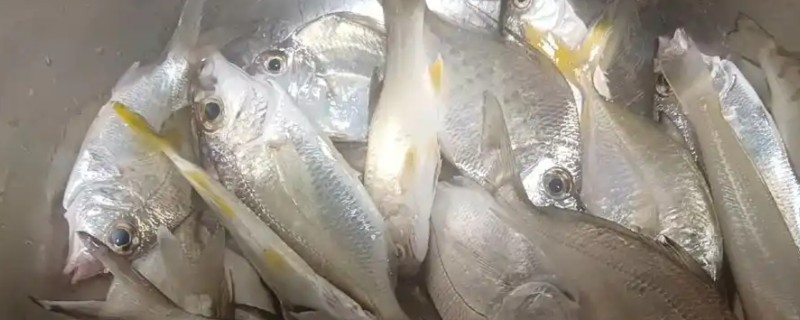 半带银鲈是什么鱼？