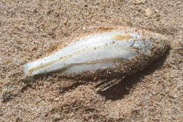 半带银鲈是什么鱼？