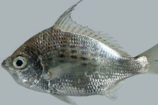 半带银鲈是什么鱼？