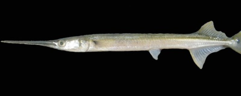 圆尾鹤鱵是什么鱼？