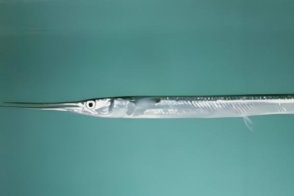 圆尾鹤鱵是什么鱼