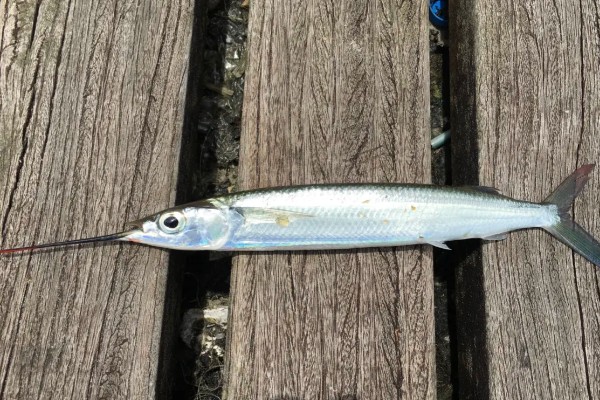 圆尾鹤鱵是什么鱼