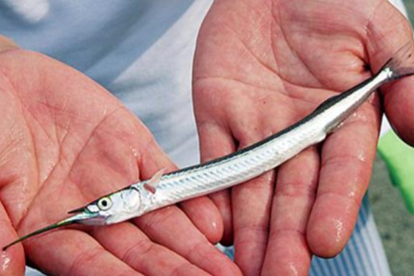 圆尾鹤鱵是什么鱼