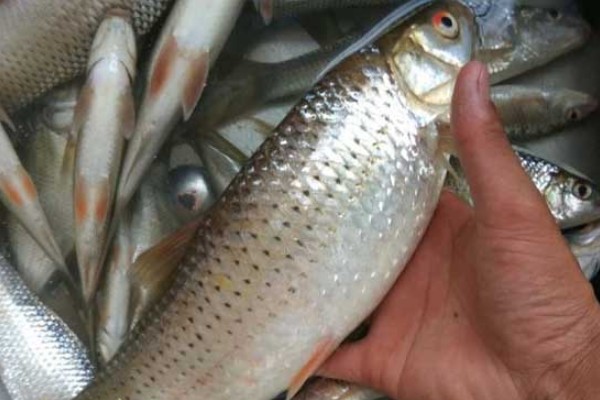 印鲮是什么鱼？