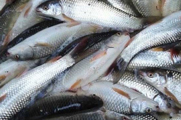 印鲮是什么鱼？