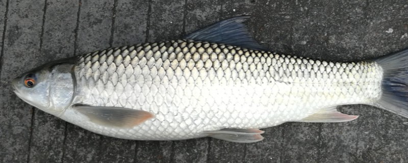 印鲮是什么鱼？