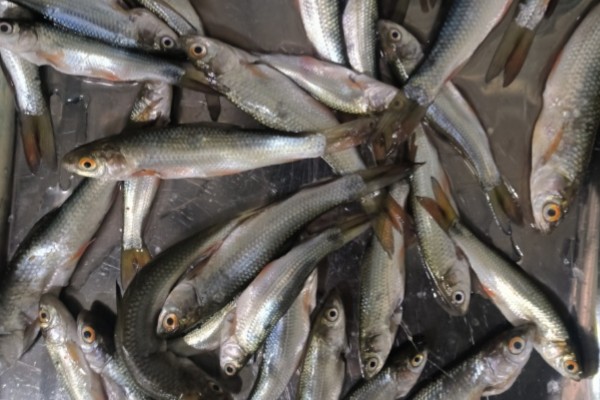 印鲮是什么鱼？