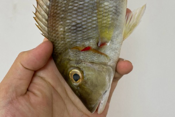 连尖是什么鱼？