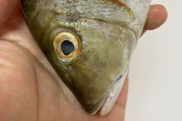 连尖是什么鱼？