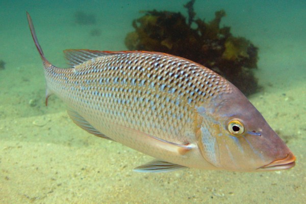 连尖是什么鱼？