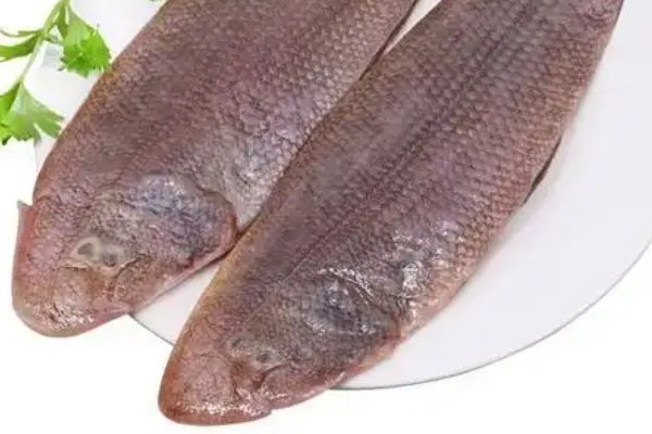 须鳎是什么鱼？