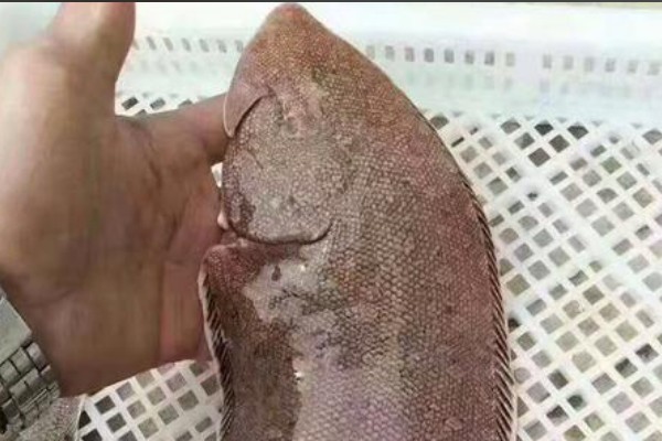 须鳎是什么鱼？