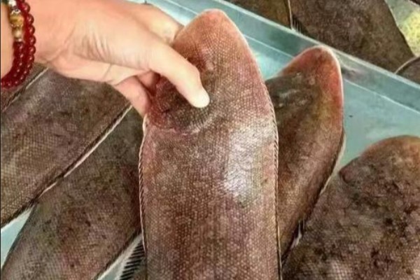 须鳎是什么鱼？