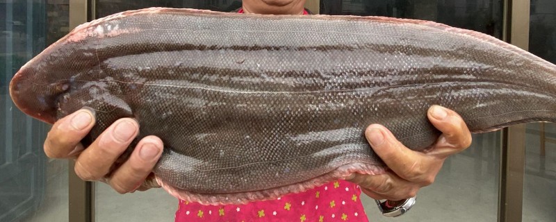须鳎是什么鱼？