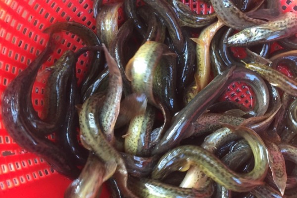 细头鳅是什么鱼？