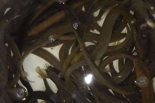 细头鳅是什么鱼？